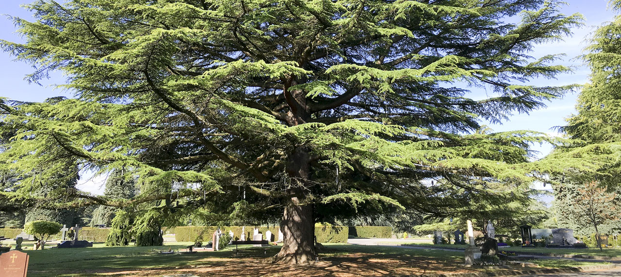 Grand arbre 