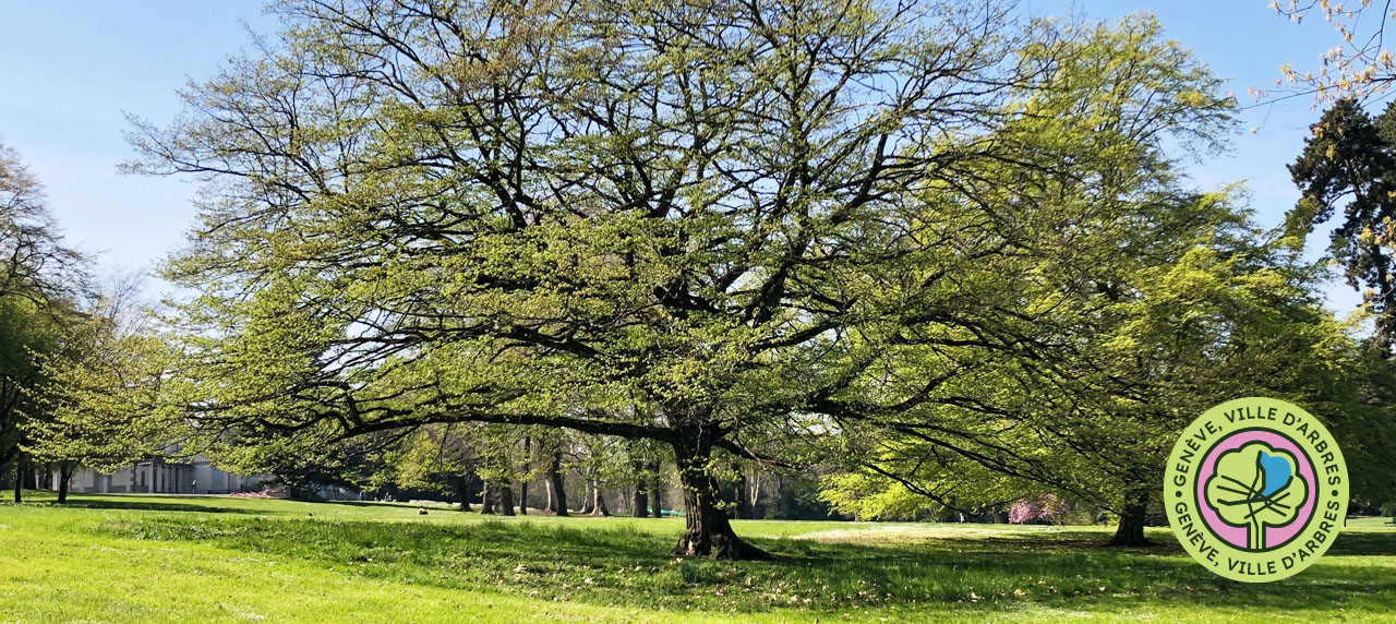 Un arbre dans un parc à Genève
