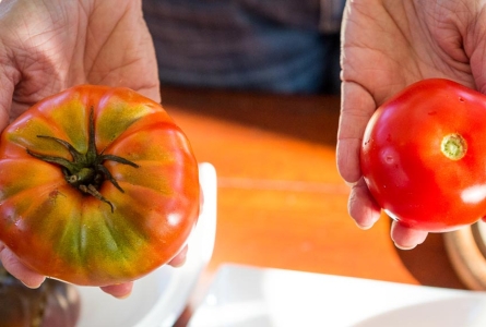 Gros plan sur deux mains portant des tomates