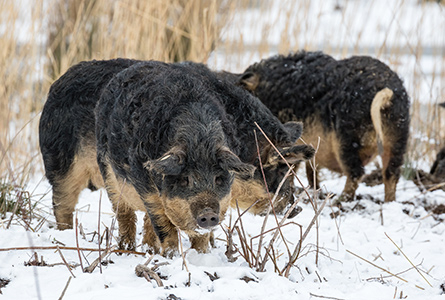 Des porcs laineux dans de la neige