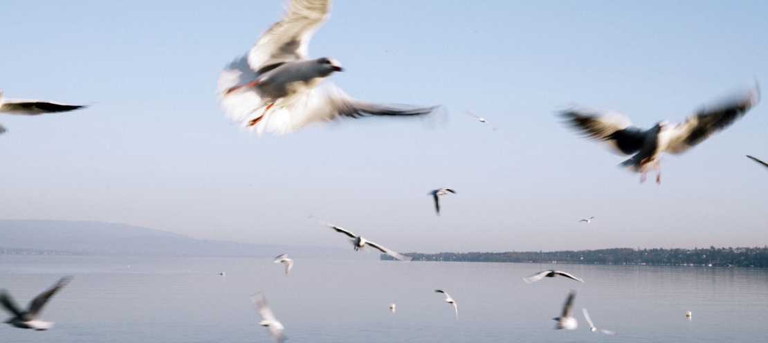 Des mouettes volent au dessus du Lac Léman