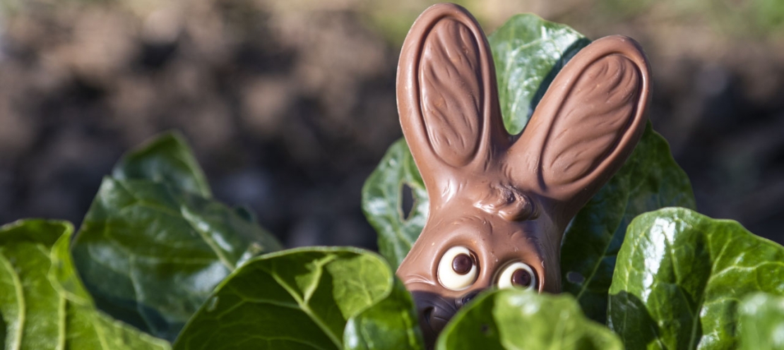 Un lapin en chocolat caché dans des cotes de bettes.
