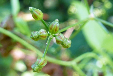 Plante rare - Sison Amomumet