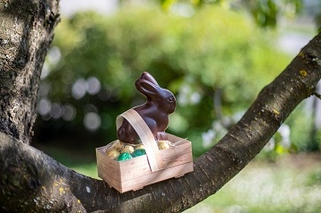 petit lapin en chocolat posé dans une caissette remplie d'oeufs sur une branche