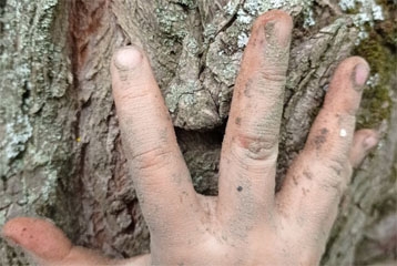 main enfantine avec terre sur un tronc d'arbre