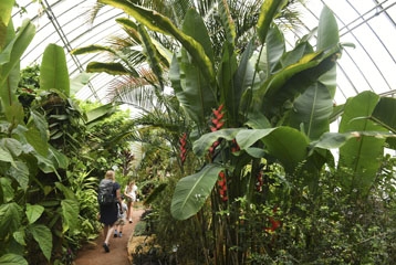 Serre tropicale du jardin botanique