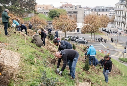 groupe de citoyen plantant de arbres sur une pelouse en pente près de la place Sturm