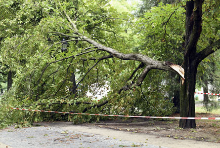 Un arbre endommagé aux parc des Bastions