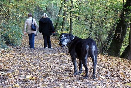 deux personnes de dos marchant sur des feuilles d'automne, avec derrières elles un chien