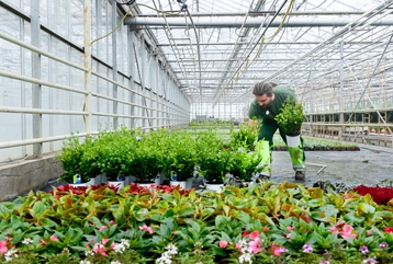 vision d'une serre avec un horticulteur au travail