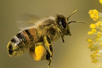 abeille en gros plan se rapprochant dd'une fleur
