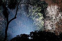 vue nocturne d'arbres éclairés en arrière fond