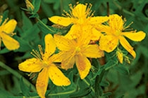 gros plan sur des fleurs jaunes (millepertuis)