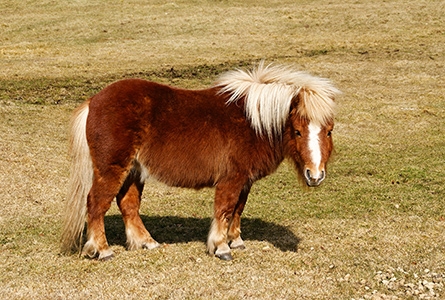 Un poney shetland