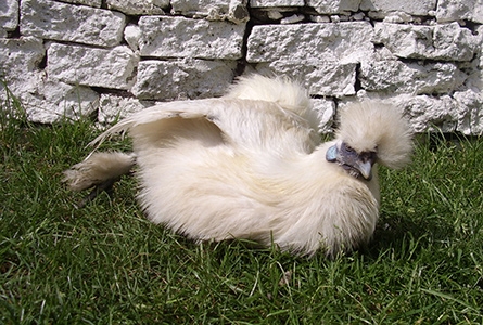 Une poule nègre-soie