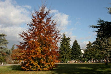 Une vue du cimetière Saint-Georges un jour d'automne.