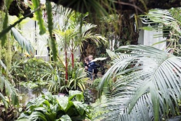 vue de l'intérieure d'une serre tropicale, avec palmiers et autres plantes luxuriantes