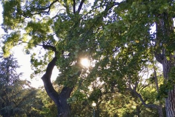 soleil qui pointe entre les arbres