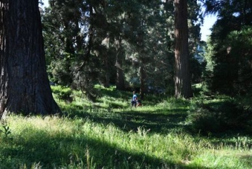 père et son enfant marchant dans les herbes au parmi d'énormes arbres dont on ne voit que les troncs