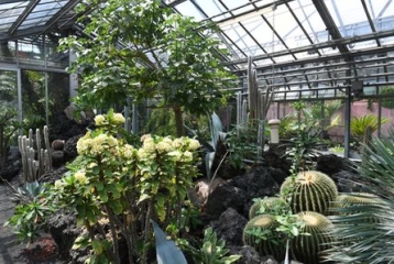 cactus et autres plantes résistantes à la sécheresse dans une serre en verre