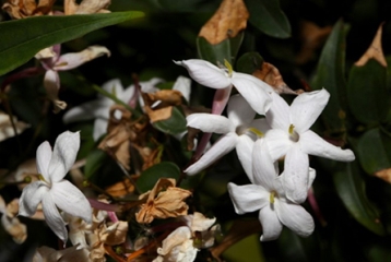fleurs blanches étoilées 