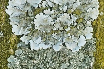 zoom sur un lichen bleu sur fond d'écorce vert-jaune